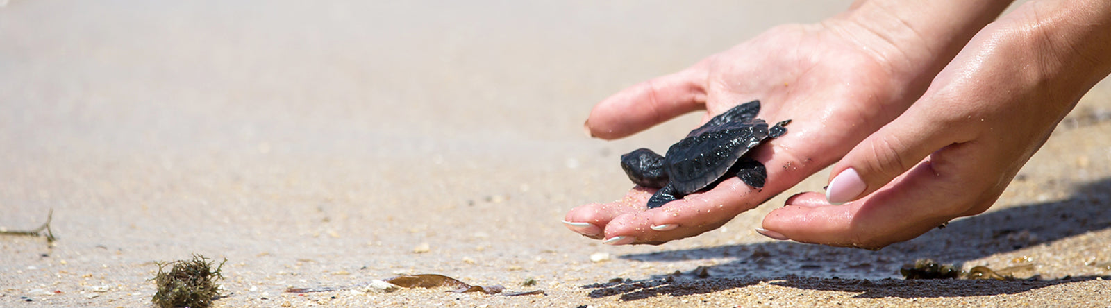 Stanford Manufacturing Sea Turtle on beach